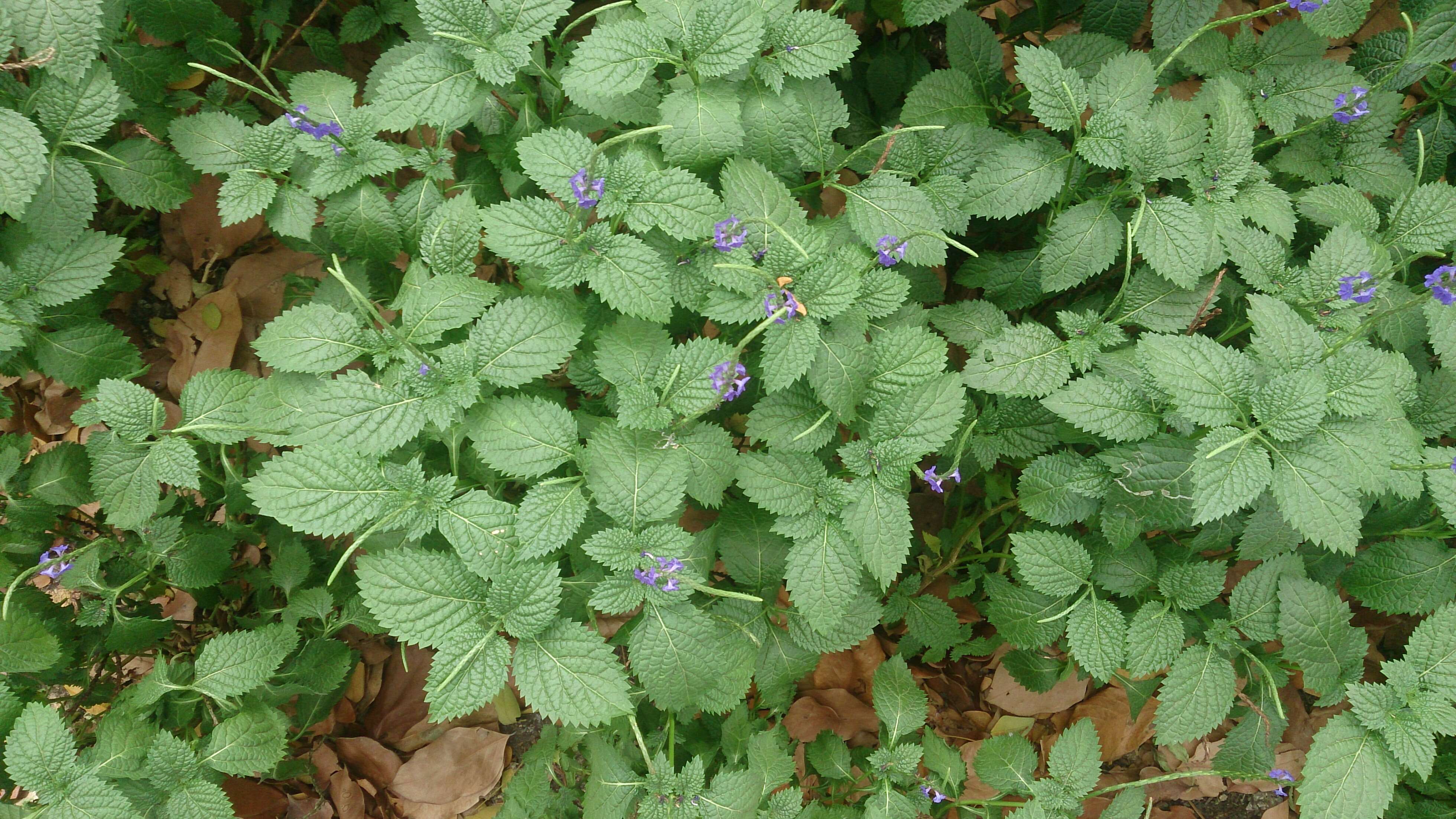 Image of Stachytarpheta indica (L.) Vahl