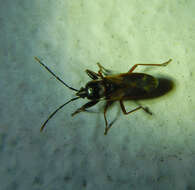 صورة Eremocoris fenestratus (Herrich-Schaeffer 1839)