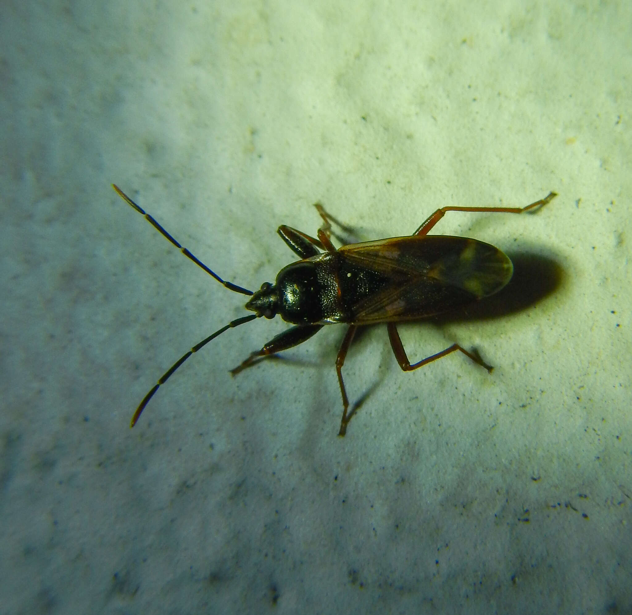 صورة Eremocoris fenestratus (Herrich-Schaeffer 1839)