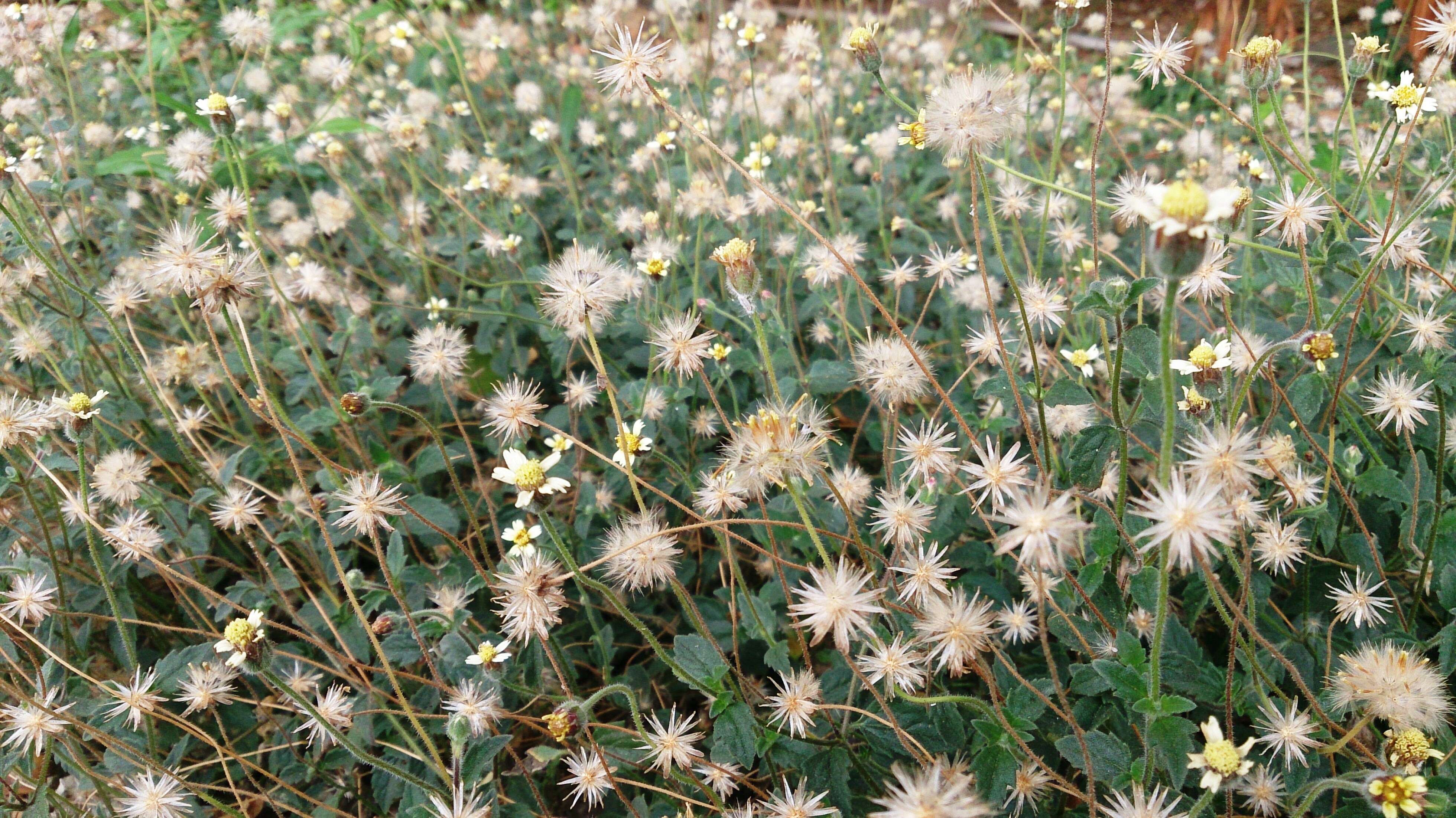 Image de Tridax procumbens L.