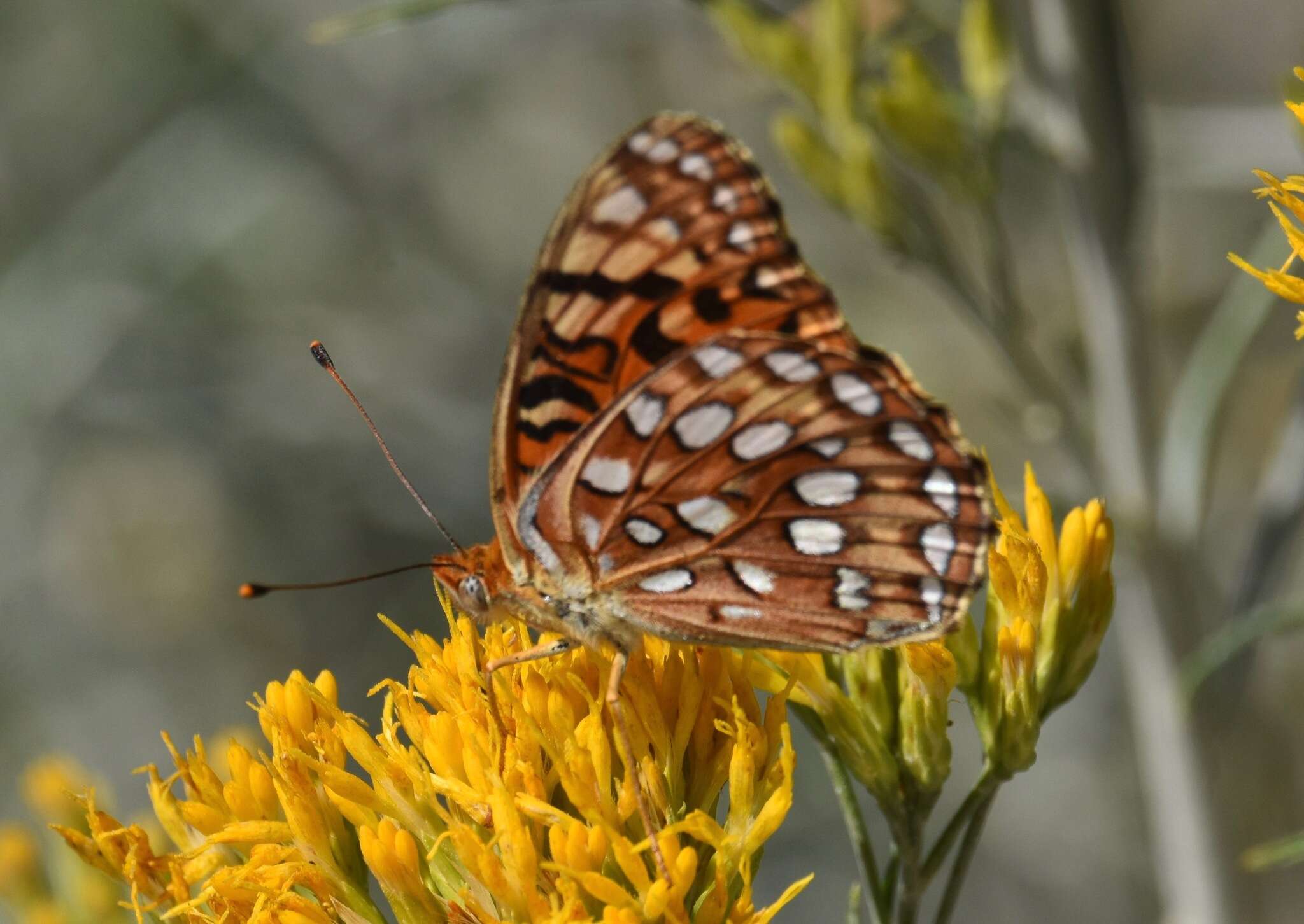 Image of Speyeria coronis carolae Dos Passos & Grey 1942