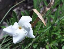 Imagem de Mandevilla hypoleuca (Benth.) Pichon