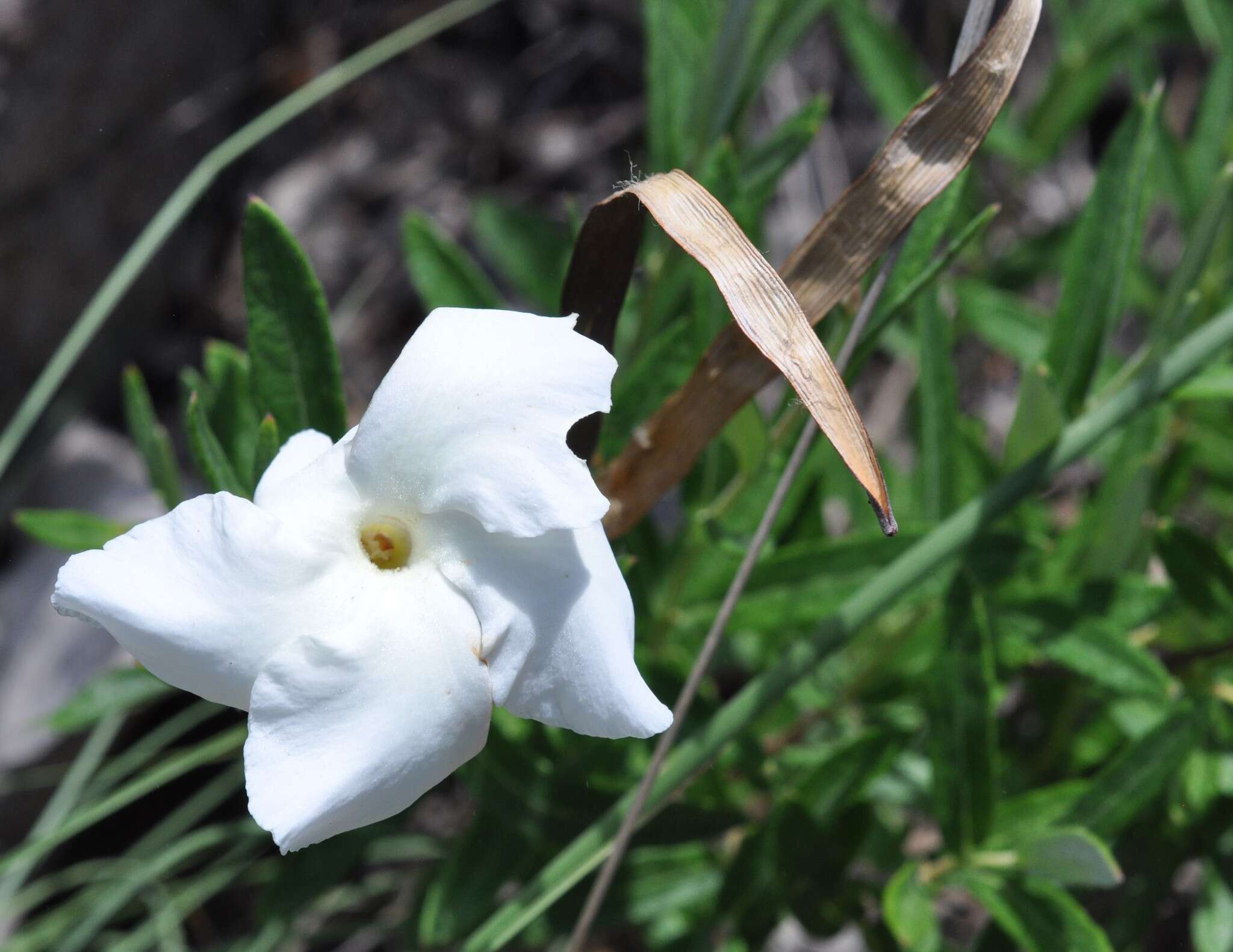 Image of Davis Mountain rocktrumpet