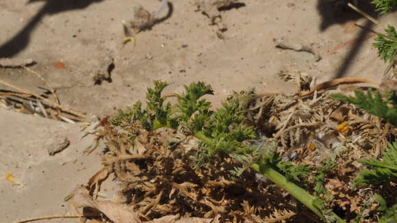 Image of Saltugilia caruifolia