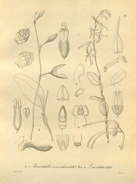 Image of Leach orchids