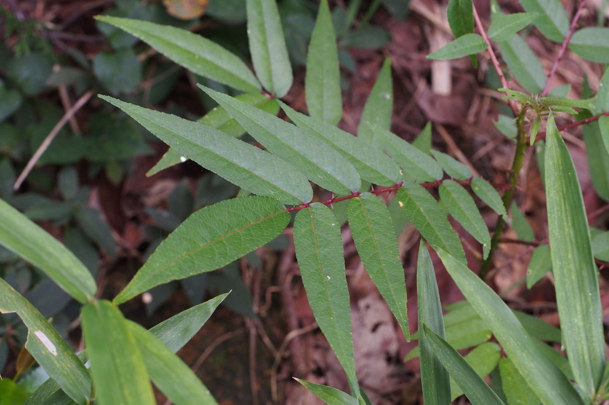 Imagem de Zanthoxylum fauriei (Nakai) Ohwi