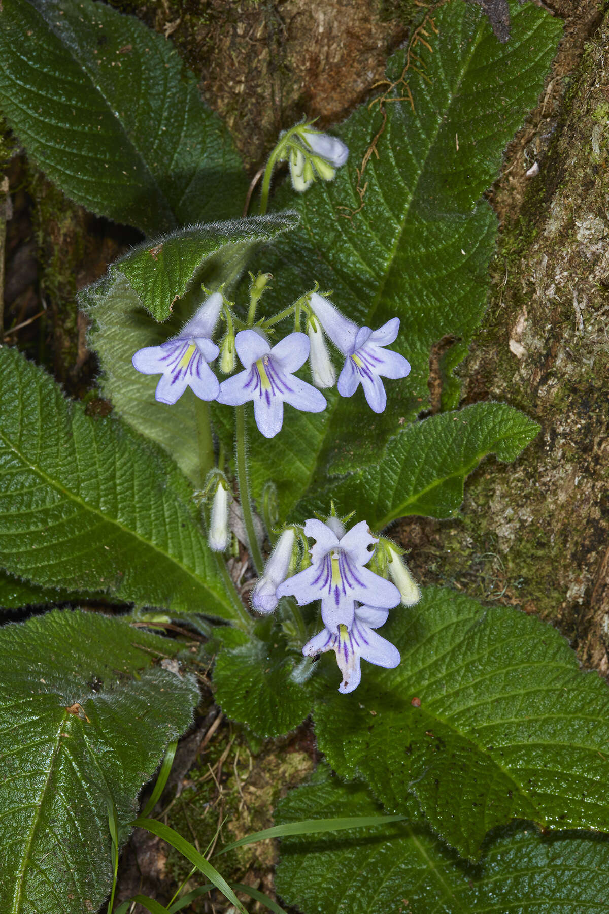 Plancia ëd Streptocarpus cyaneus S. Moore