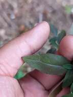 Image of Springville clarkia