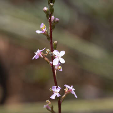 صورة Stylidium armeria subsp. armeria