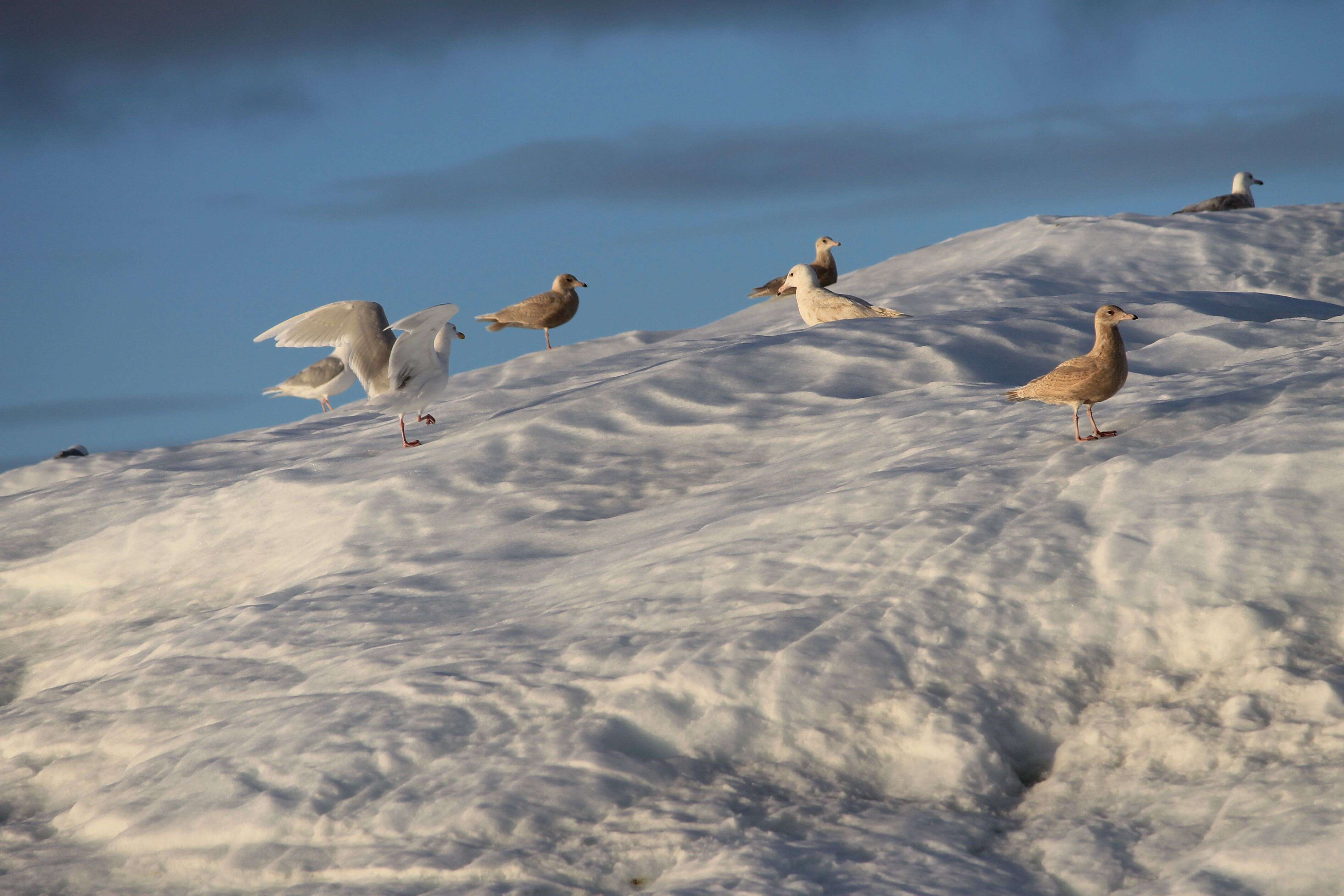 Image of Glaucous Gull