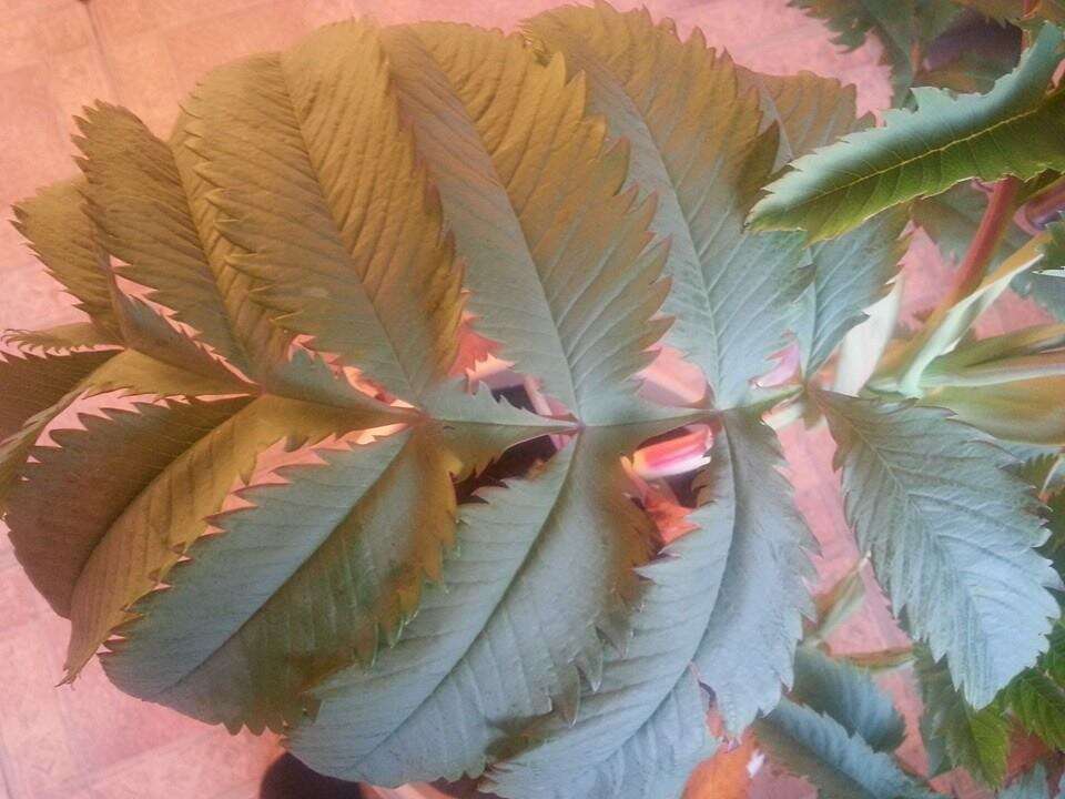 Image de Melianthus major L.