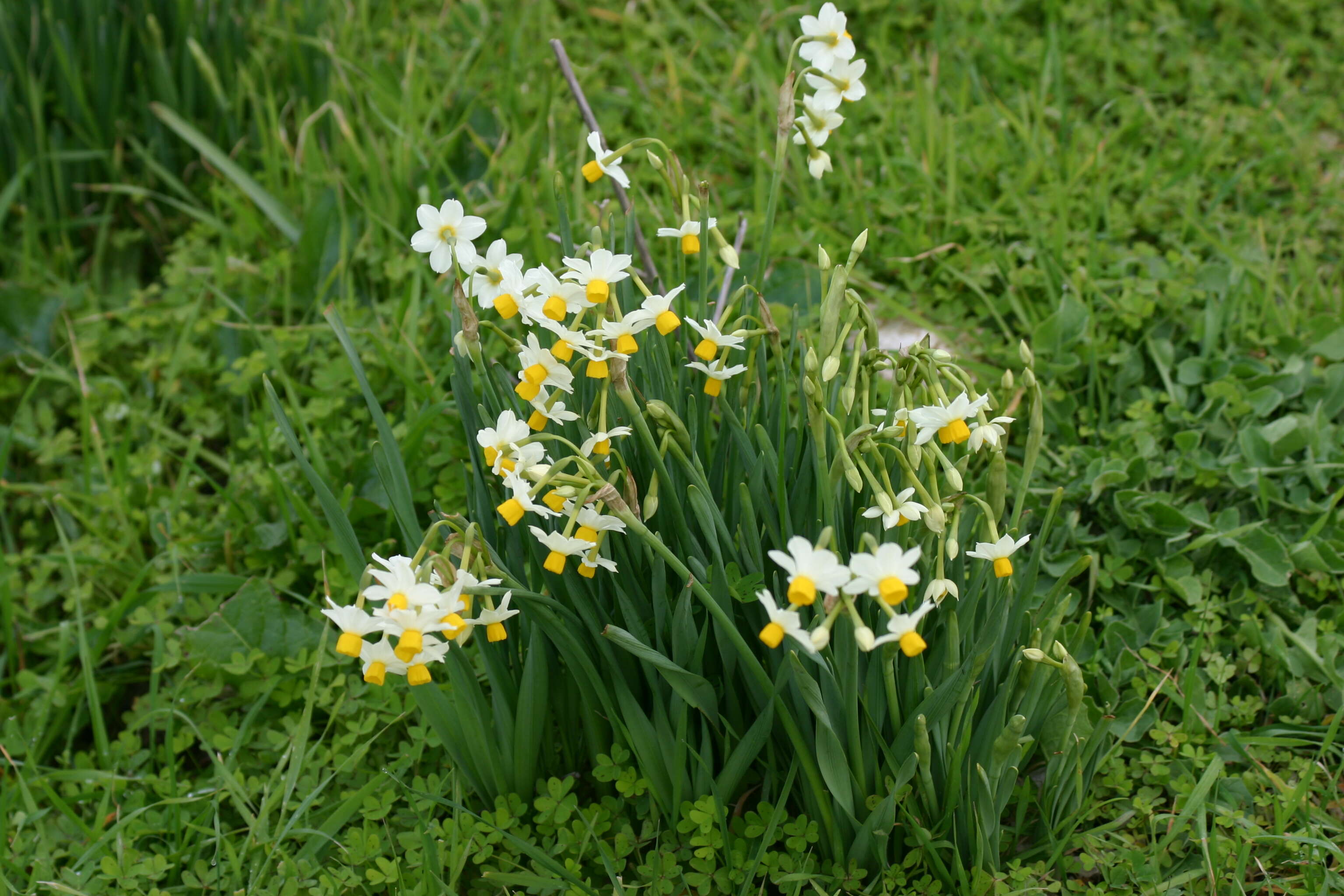 Image of cream narcissus