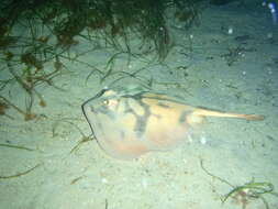 Image of Banded Stingaree