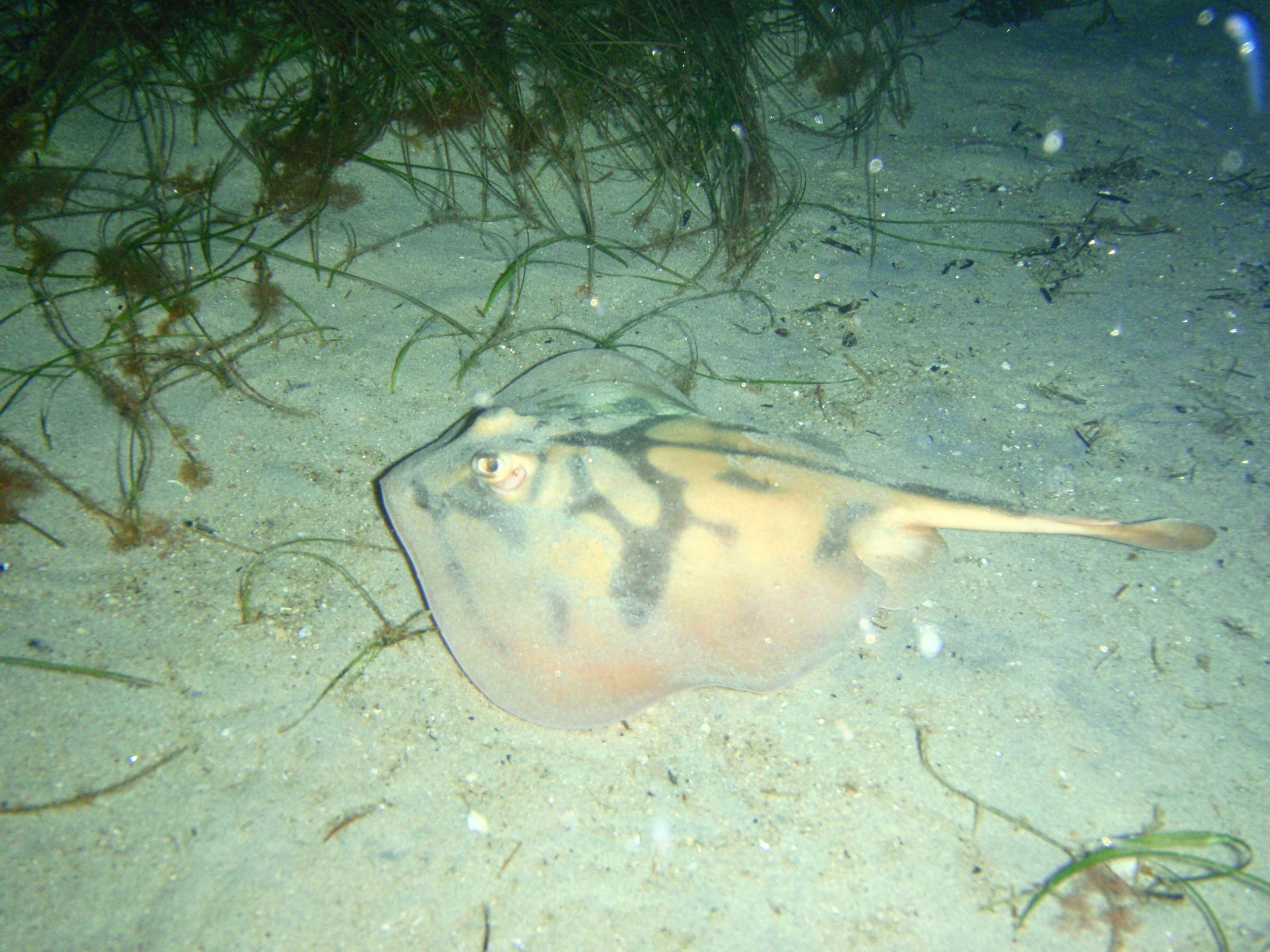 Image of Banded Stingaree