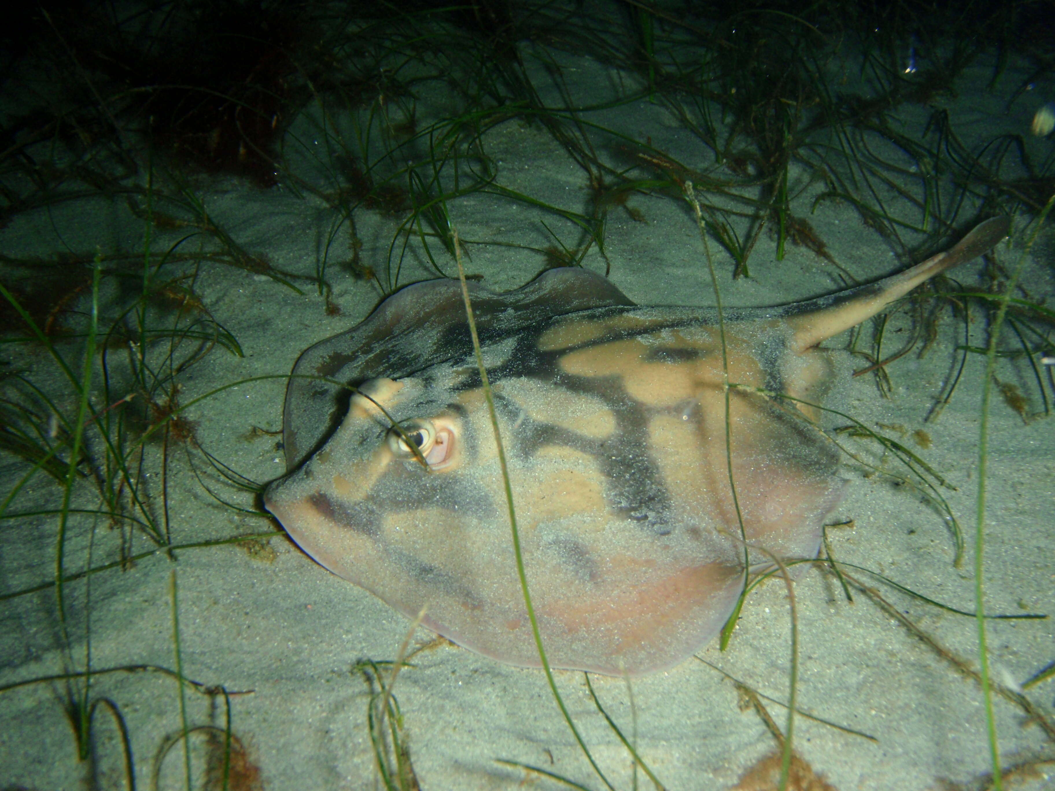 Image of Banded Stingaree