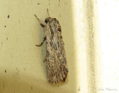 Image of Gray-streaked Armywom Moth