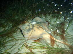 Image of Banded Stingaree