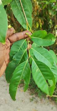 Image of Olea dioica Roxb.