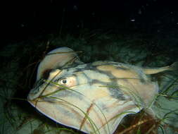 Image of Banded Stingaree