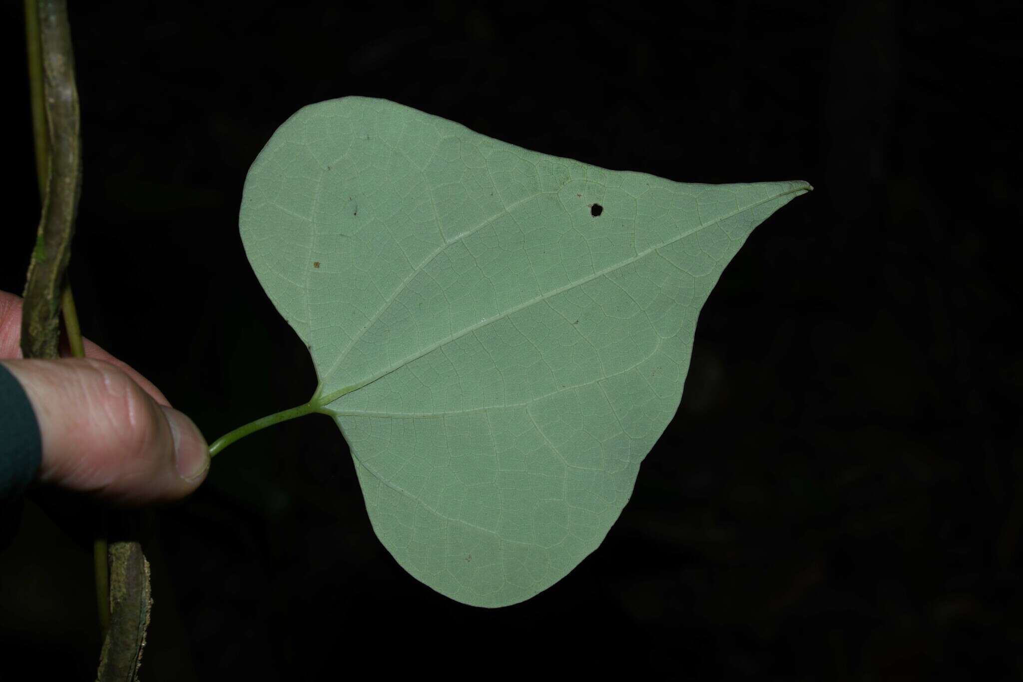 Image of Aristolochia amara (Aublet) O. Poncy