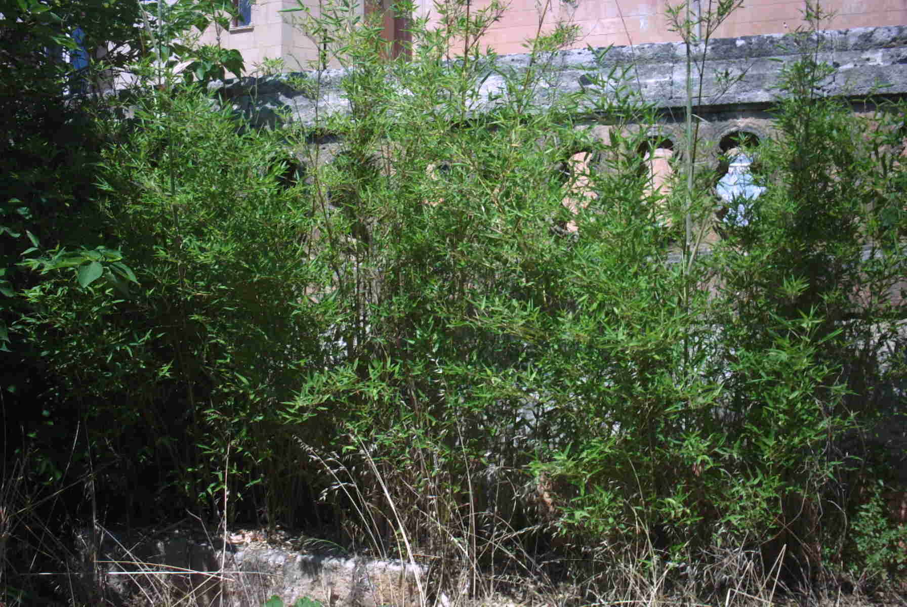 Слика од Phyllostachys aurea (André) Rivière & C. Rivière