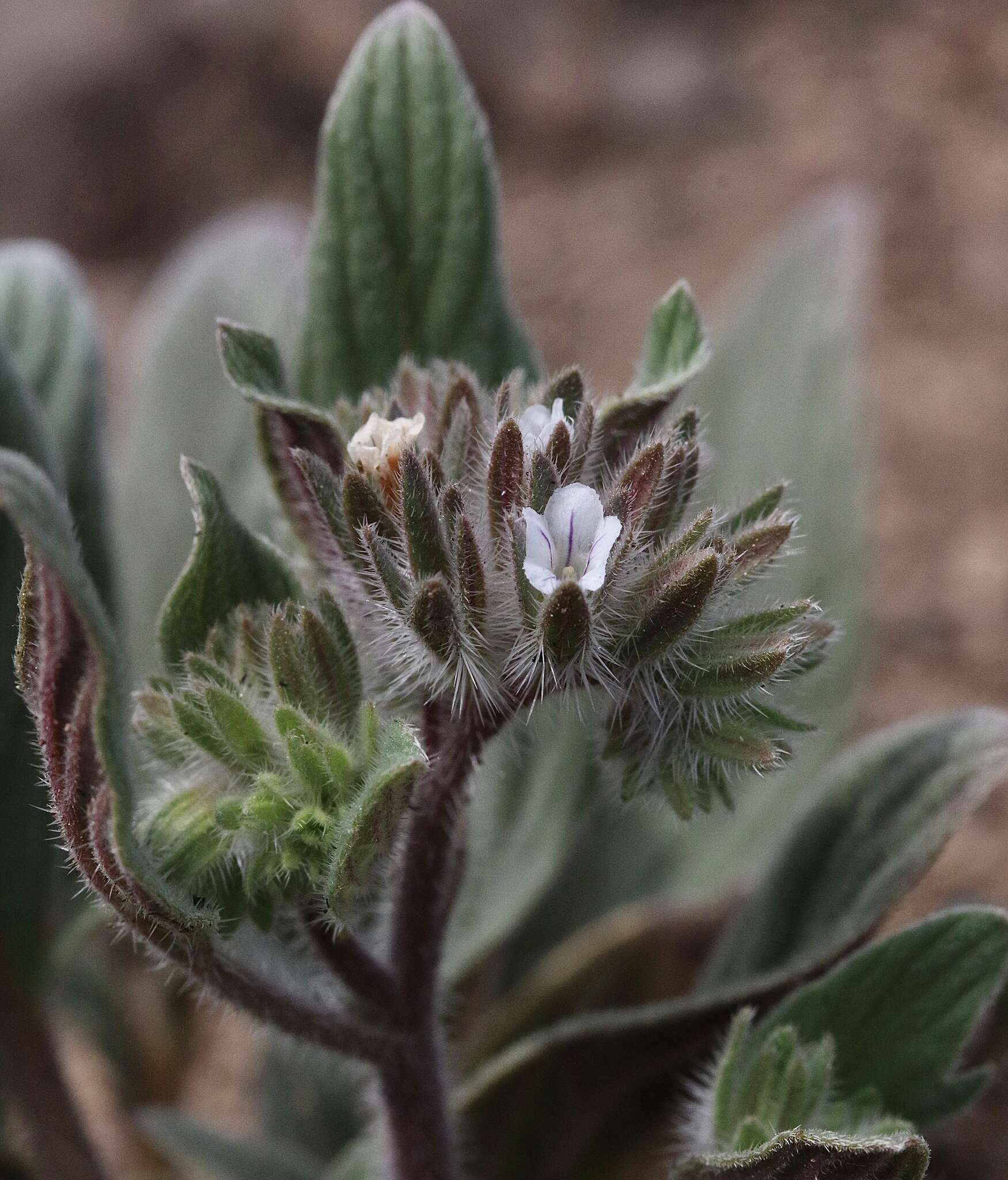 Image of Mt. Diablo phacelia