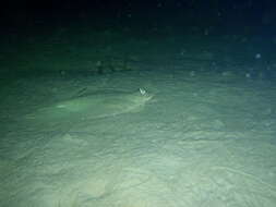 Image of Greenback flounder