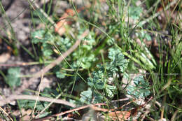 Image of Trachymene incisa Rudge