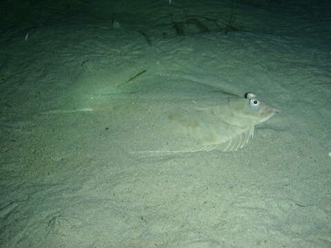 Image of Greenback flounder