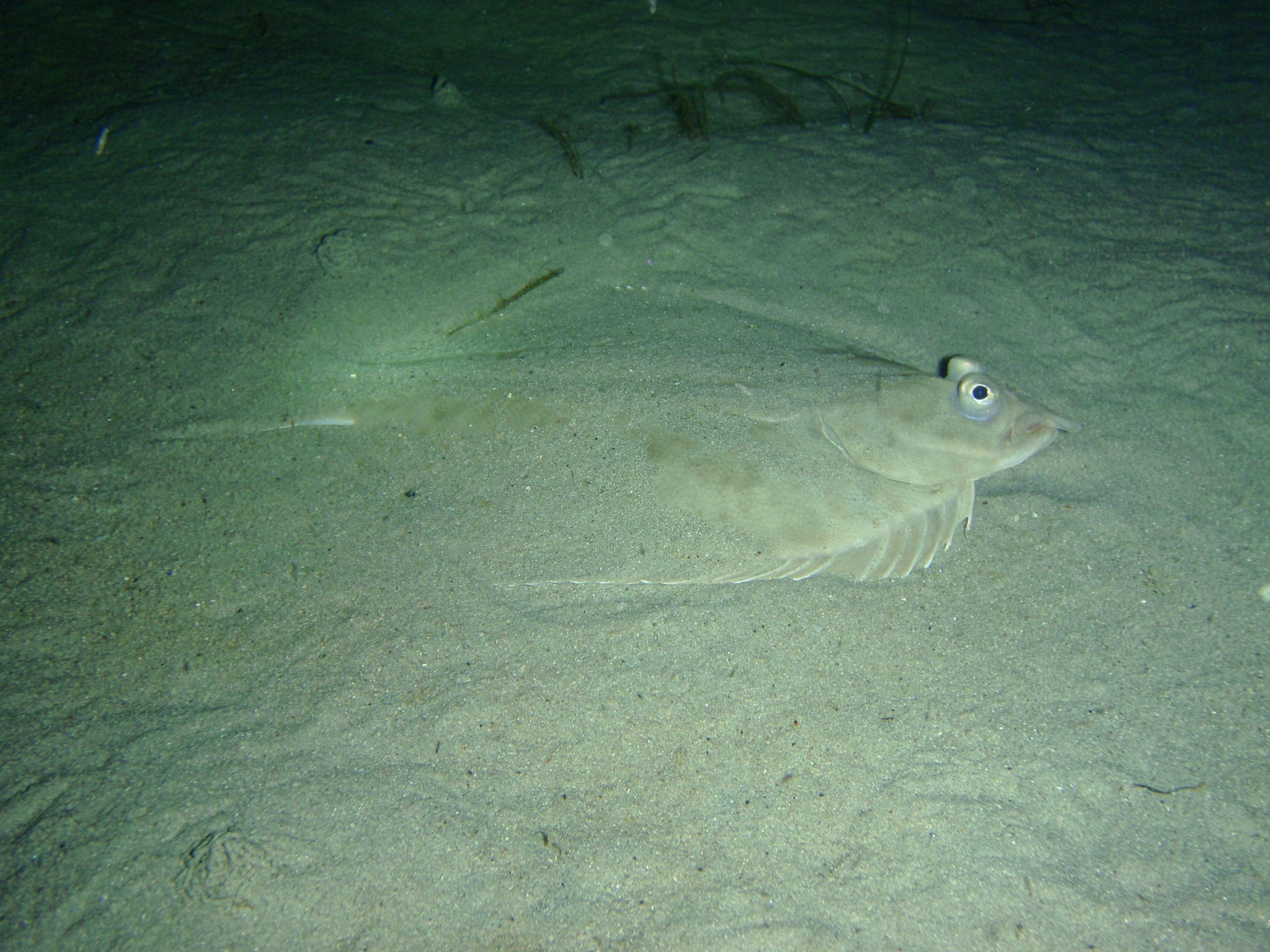 Image of Greenback flounder