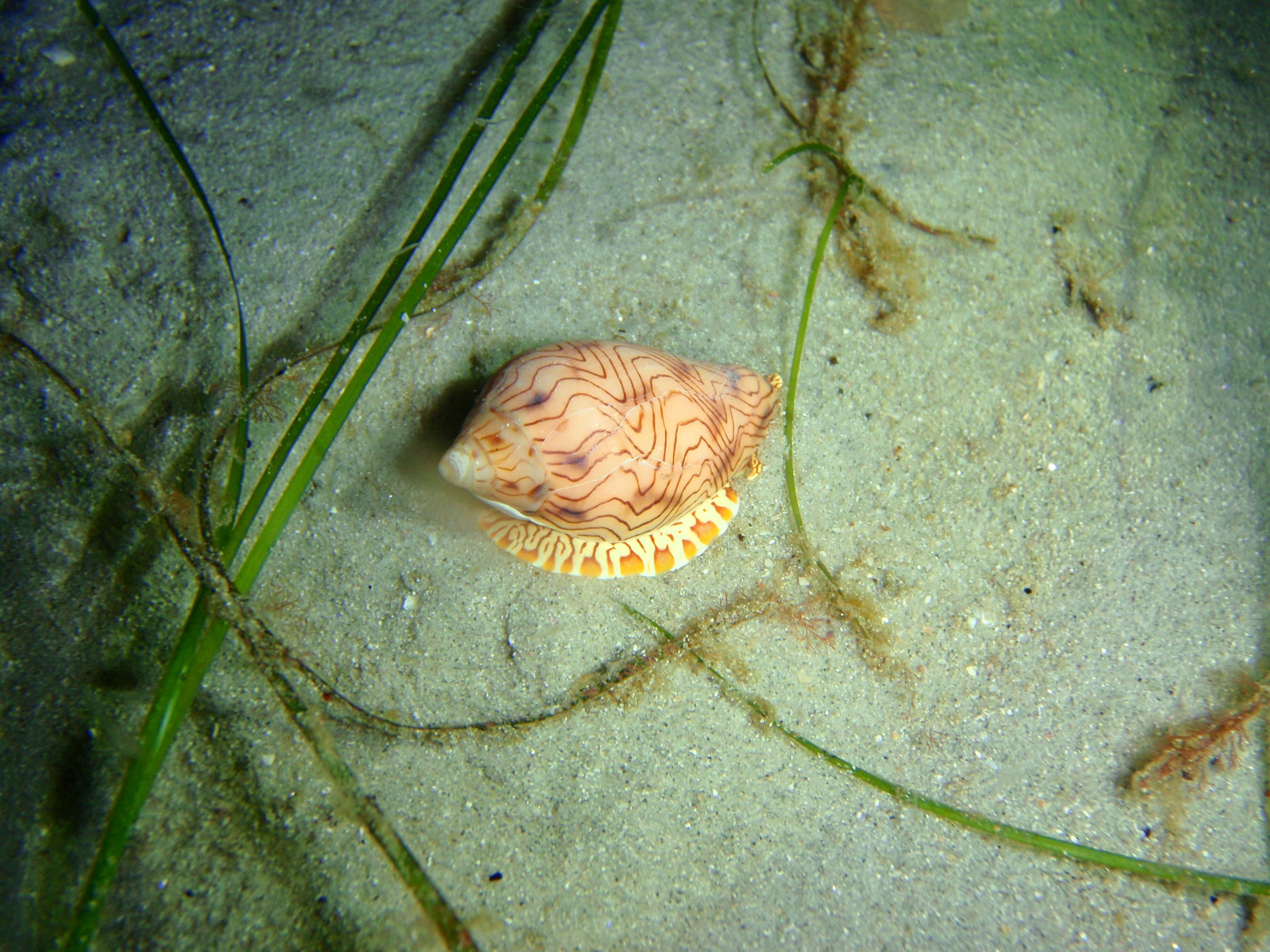 Image de Amoria undulata (Lamarck 1804)