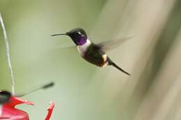 Image of Purple-throated Woodstar