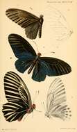 Image of Atrophaneura nox (Swainson 1822)