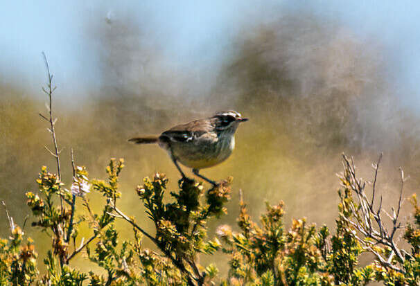 Imagem de Sericornis maculatus maculatus Gould 1847