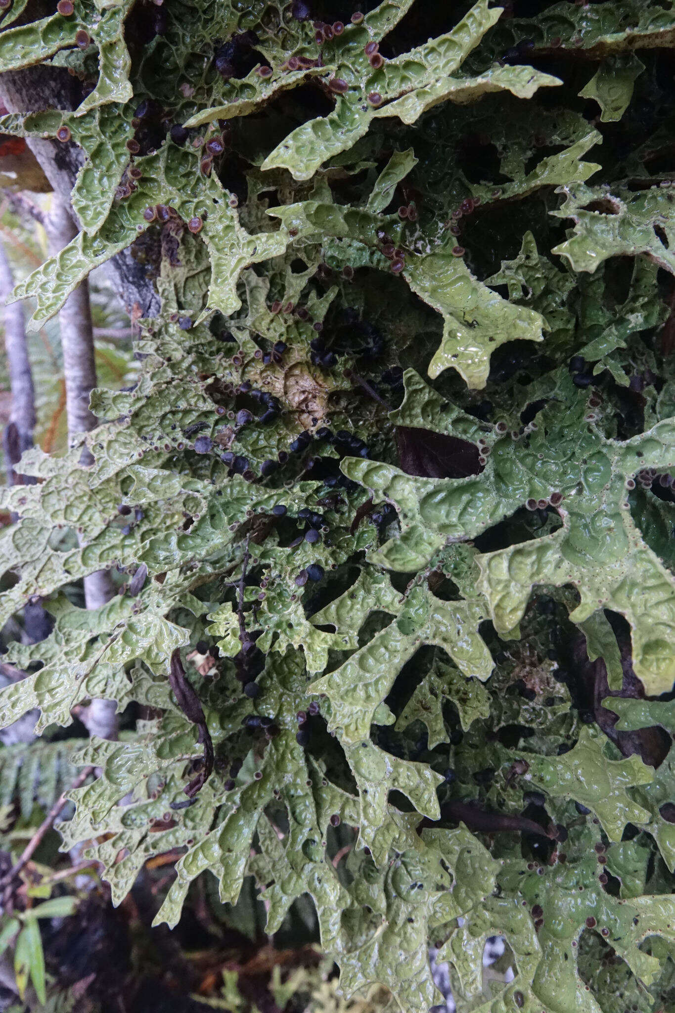 Image de Pseudocyphellaria faveolata (Delise) Malme