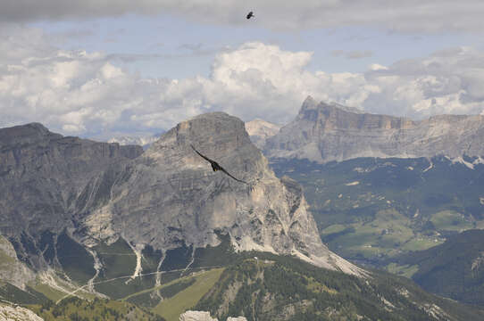 Image of Alpine Chough