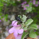 Lytta (Paralytta) cribrata Le Conte 1853 resmi