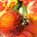 Image of Gaillardia × grandiflora