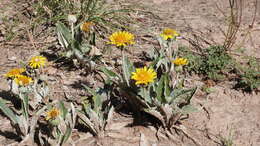 Image of Trichocline reptans (Wedd.) B. L. Rob.