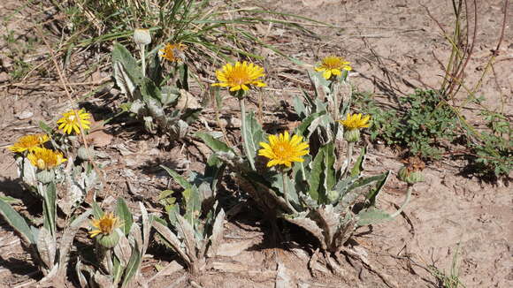 Image of Trichocline reptans (Wedd.) B. L. Rob.