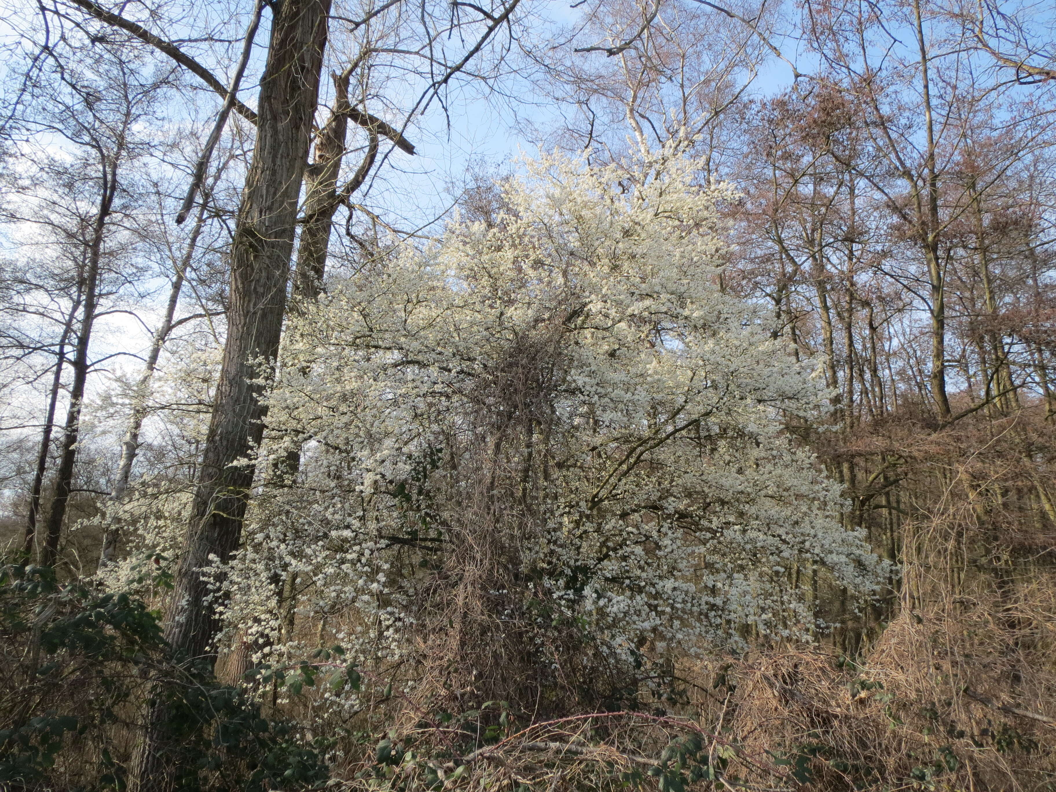 Image of Cherry Plum