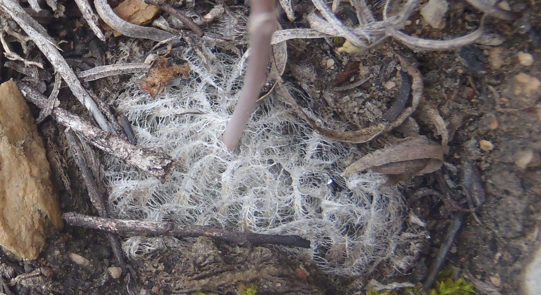 Image of Haworthia cooperi var. isabellae (Poelln.) M. B. Bayer