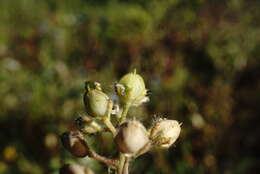 Plancia ëd Alyssum minutum Schlecht. ex DC.