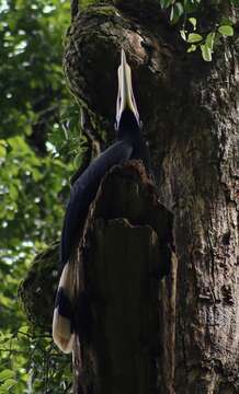 Image of Rhinoceros Hornbill