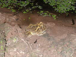 Image of Chacoan Horned Frog