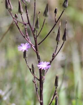 Lactuca graminifolia Michx. resmi