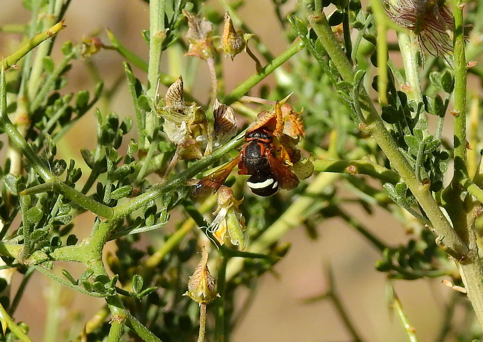 Imagem de Notanthidium adornatum (Urban 1997)