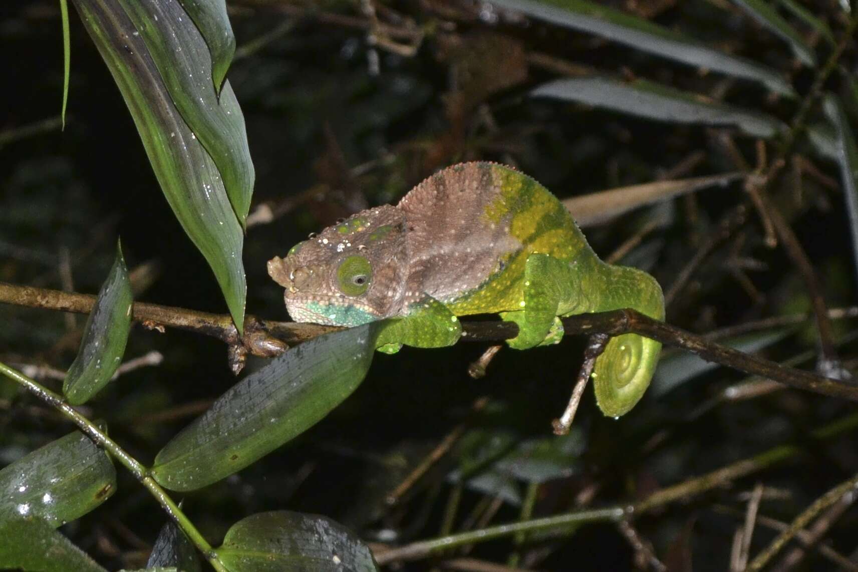 Image of O'Shaughnessy's Chameleon