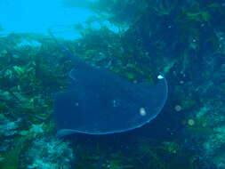 Image of Short-tail Stingray