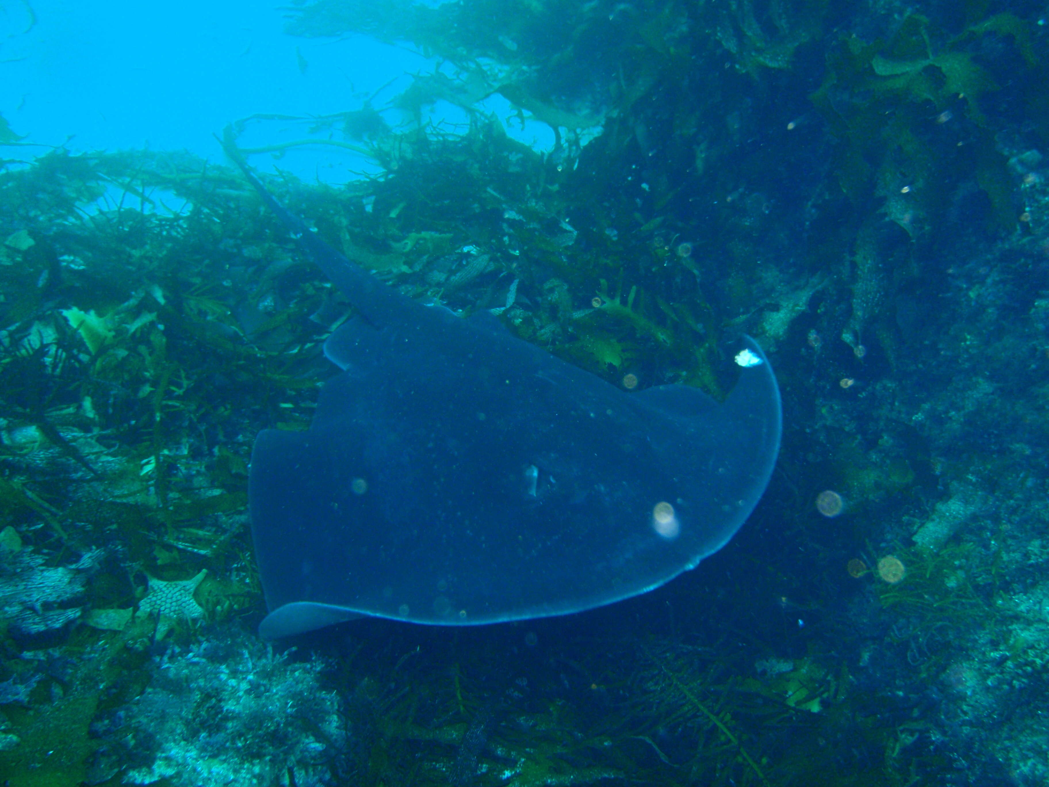 Image of Short-tail Stingray